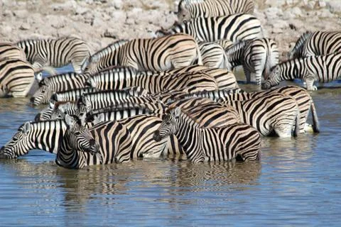 Zebras drinking Stock Photos