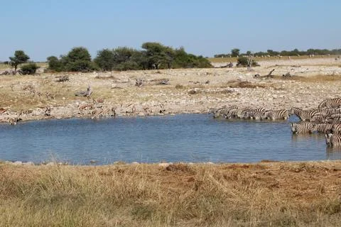 Zebras drinking 스톡 사진