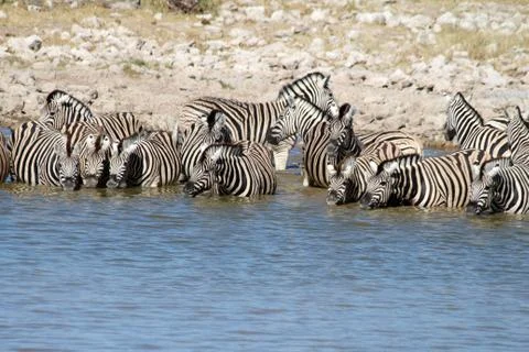 Zebras drinking 写真素材