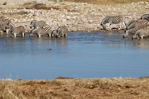Zebras drinking 스톡 사진