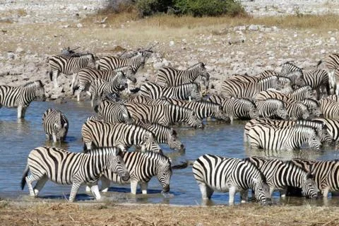 Zebras drinking Stock Photos