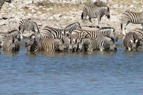 Zebras drinking Foto stock