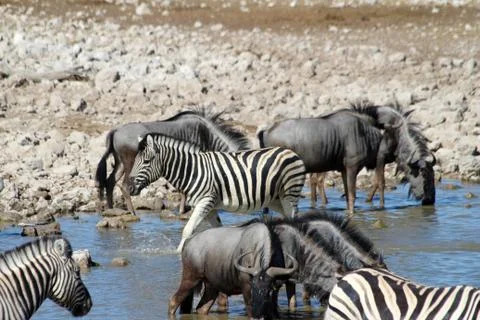 Zebras drinking Foto stock