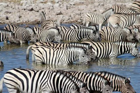 Zebras drinking Stock Photos
