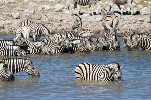 Zebras drinking 스톡 사진