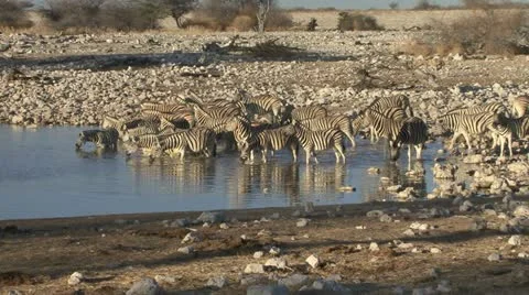Zebras drinking at pool (big group) Stock Footage