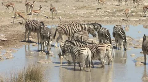 Zebras drinking at pool 库存影片 10868440