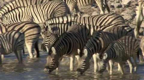 Zebras drinking at pool 库存影片 10868599