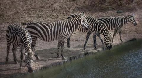 Zebras drinking at the river during sunset Stock Photos