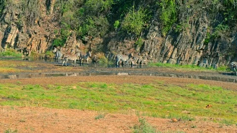 Zebras drinking by a river in Tarangire national park Stock Footage 73826053