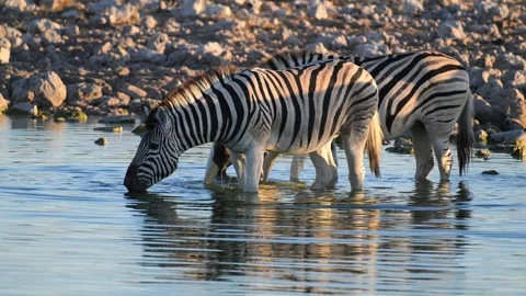 Zebras drinking at sunset,  Plain zebras at waterhole, Equus quagga Stock Footage 321807128