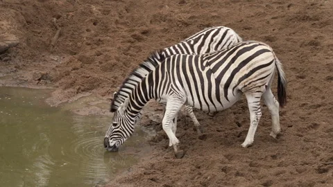 Zebras drinking water Stock Footage 245283039