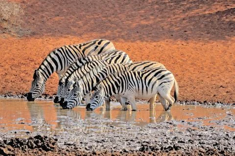 Zebras drinking water Stock Photos