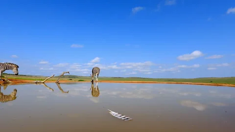 Zebras Drinking at Waterhole with Floating Feather in Tranquil Landscape Stock Footage 333934804