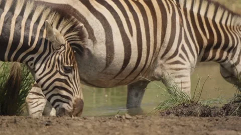 Zebras drinking at watering hole in Kruger National Park, close up slow motion Stock Footage 346011684