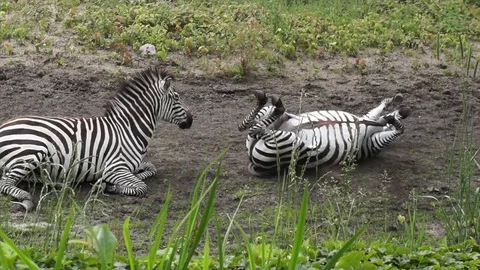 Zebras in the dust Stock Footage 97166910