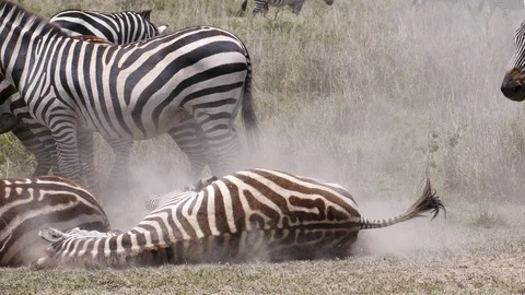 Zebras in the dust Video stock 125571521