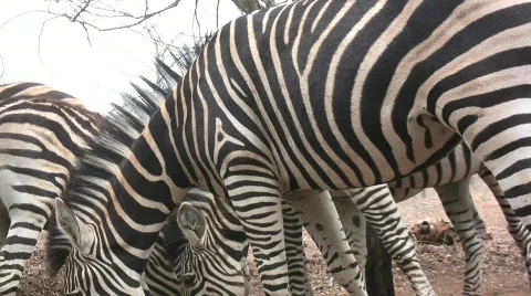 Zebras eating 库存影片 302025