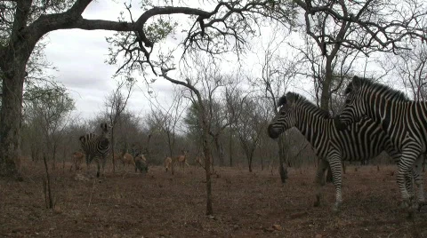Zebras Eating Stock Footage 302087