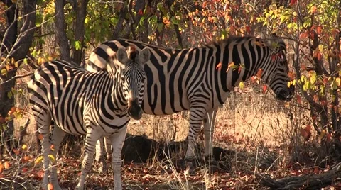 Zebras eating Stock Footage 8573922