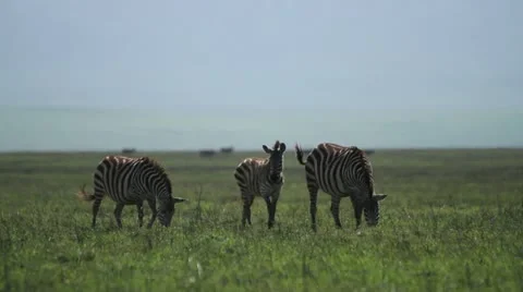 Zebras eating Stock Footage 11293443