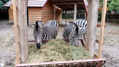 Zebras eating Stock Footage 128692480