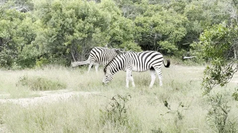 Zebras eating Stock Footage 334746964