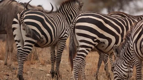 Zebras Eating Grass Stock Footage 75178529