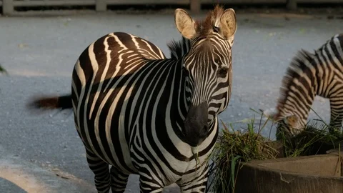 Zebras eating grass Stock Footage 119455088