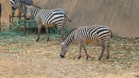 Zebras eating grass on the ground Stock-Footage 61115311