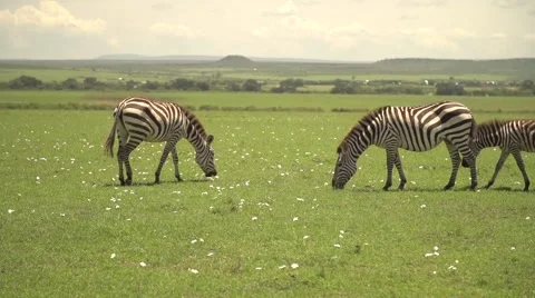 Zebras Eating Grass in Slow Motion in Maasai Mara, Kenya Stock Footage 40956228