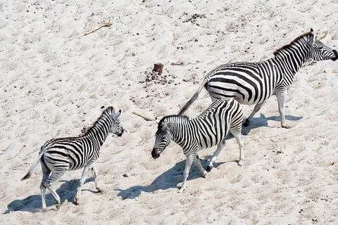 Zebras (Equus burchellii) Stock Photos