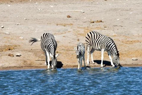 Zebras - Etosha, Namibia Foto stock