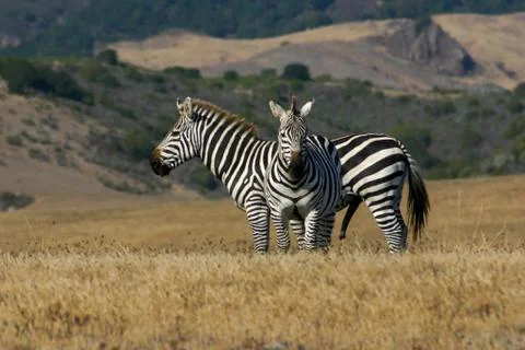 Zebras Exhibiting Protective Behavior Stockfoto's