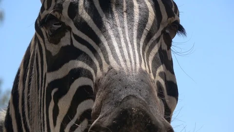 Zebra's eye close-up. Zebra looking arou... | Stock Video | Pond5