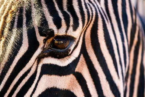 Zebra's eye Stock Photos