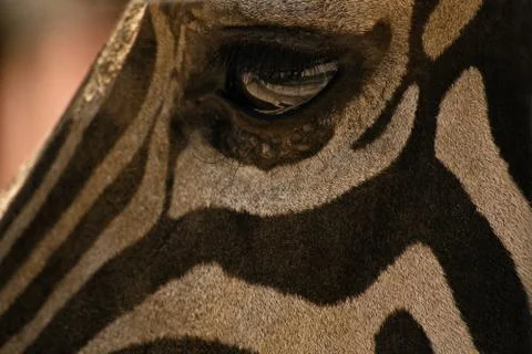 Zebra's eye Stock Photos