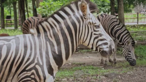 Zebra's face seen close up from the side Stock Footage 325417597