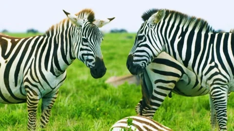  Zebras Facing Each Other Stock Footage 323140298