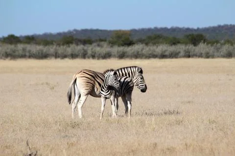 Zebras with faol Stock Photos