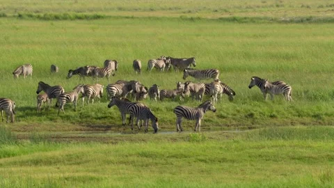 Zebras far away Stockbeeldmateriaal 318089087