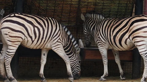 Zebras feed from a trough filled with hay, displaying natural feeding behavior Stock Footage 337263498
