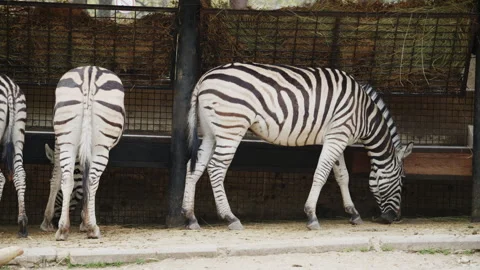 Zebras feed from a trough filled with hay, displaying natural feeding behavior Stock Footage 337264294