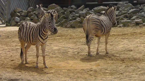 Zebras fighting Stock Footage 22516641