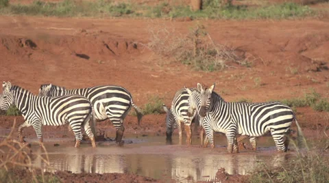 Zebras fighting  Stock Footage 33530840