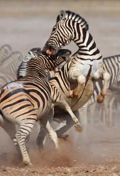 Zebras fighting Foto stock