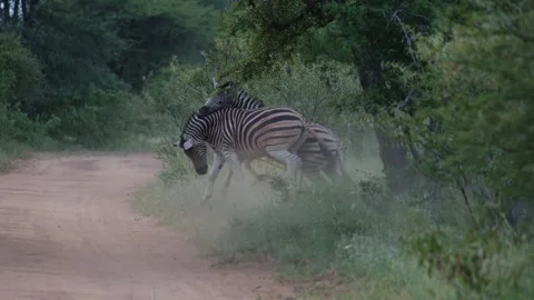 Zebras fighting on the road Stock Footage 304813828