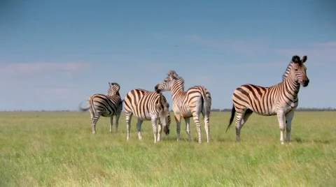 Zebras Stock-Footage 447797