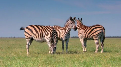 Zebras Stock-Footage 448636