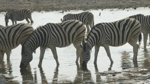 Zebras Stock Footage 826009